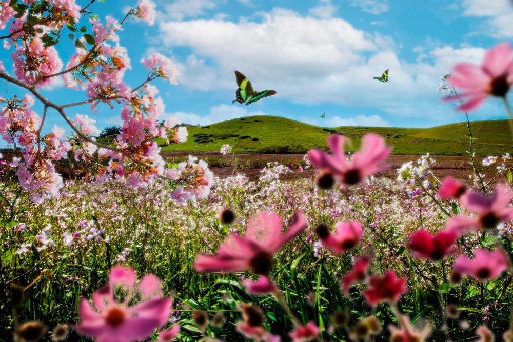 Acupuncture Near San Rafael