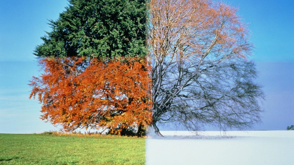 Acupuncture for Fall & Winter Blues How It Supports Mood, Energy & Emotional Balance