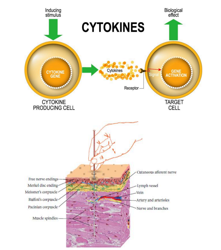 CYTOKINES