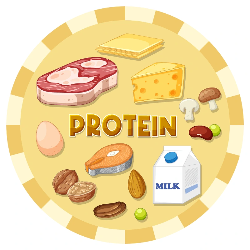 How to Get Adequate Protein for Bone and Muscle health